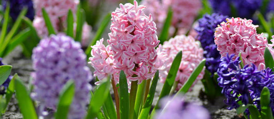 Die Hyazinthe liebliche bluten fur den Frühling