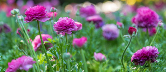 Biologische Pflanzen und Blumenzwiebeln
