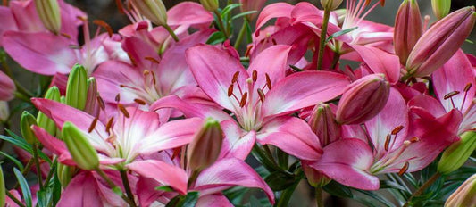 Lilien pflegen