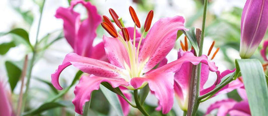 Lilien pflanzen