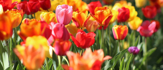 Tulpen pflegen