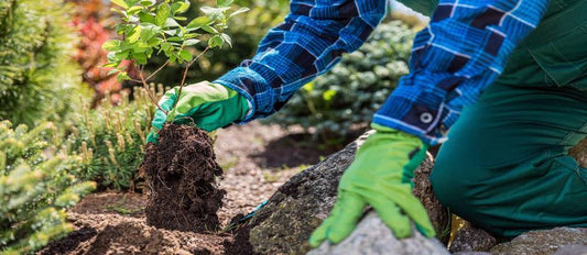 Ihre Gartenpflanzen umpflanzen