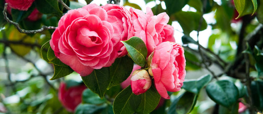 Camellia japonica: Pflanz- und Pflegetipps
