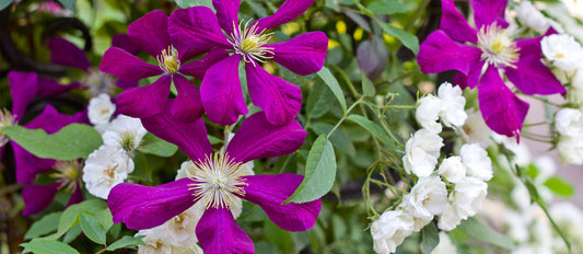 Rosen und Clematis kombinieren
