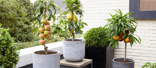 Obst auf dem Balkon oder der Terrasse