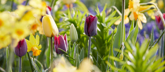 Blumenzwiebeln pflanzen im Frühling = Blumenmeer im Sommer!