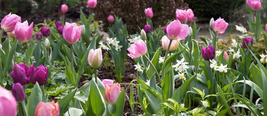 Die 5 Blumenzwiebel-Tipps