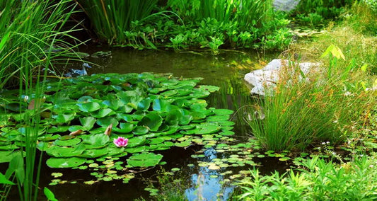 Wie halt man Seinen Teich klar und gesund
