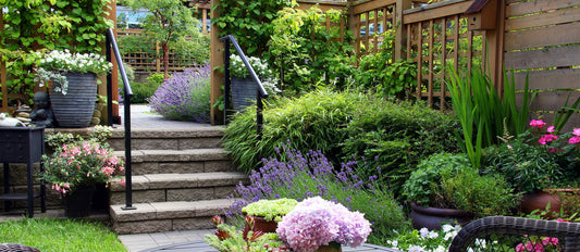 Top 10 Schnell wachsende Gartenpflanzen