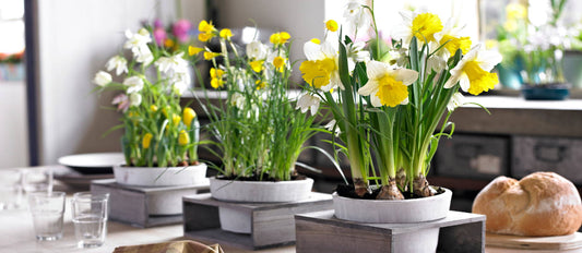 Blumenzwiebeln für den Innenbereich