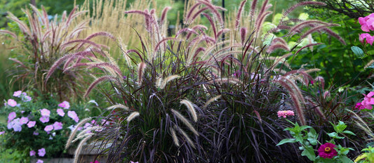 Ziergräser bringen Stimmung in Ihren Garten