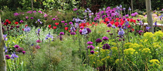 Top 5 der ausgefallensten Blumenzwiebelpakete