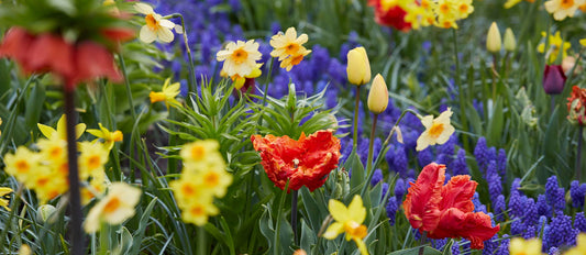 Top 10 Blumenzwiebeln