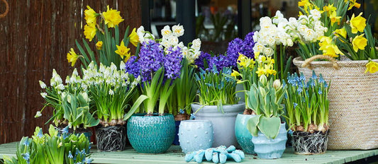 Blumenzwiebeln in einen Topf pflanzen