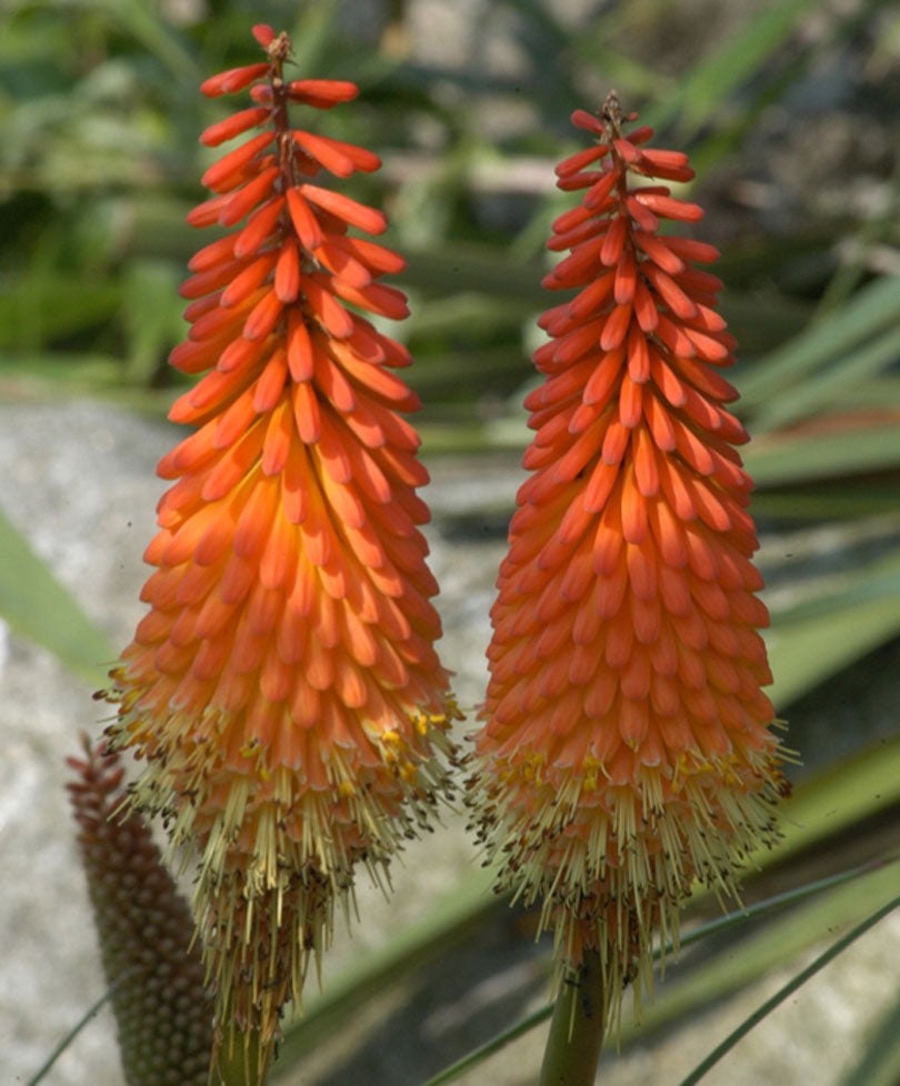 Kaufen Sie jetzt Staude Kniphofia 'Grandiflora' Gelb-Orange - Wurzelnackte  Pflanzen - Winterhart