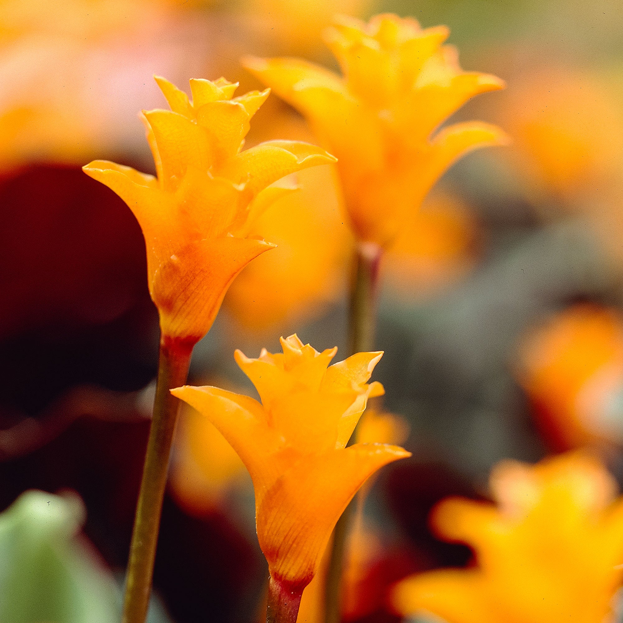 Kaufen Sie jetzt Zimmerpflanze Calathea crocata