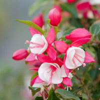 3x Fuchsia 'Lady Thumb' rosa-weiβ - Winterhart