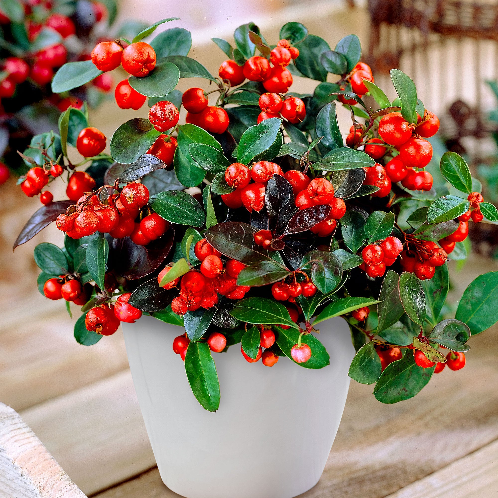 Kaufen Sie jetzt Zierstrauch Scheinbeere 'Big Berry' - Winterhart kaufen