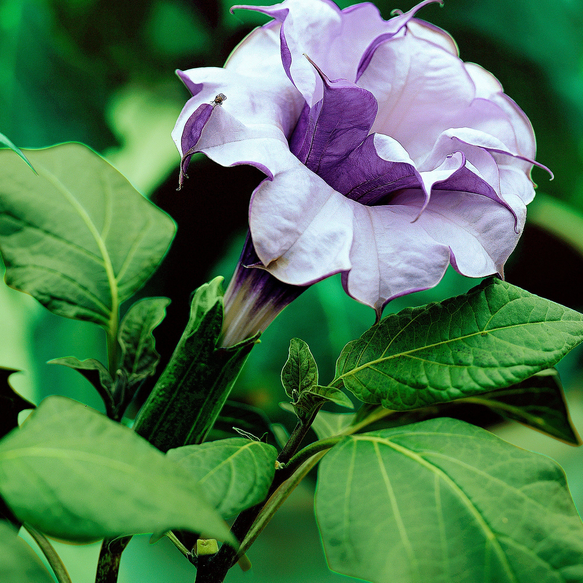 Kaufen Sie jetzt Blumensaat Datura 'Double Purple' Lila kaufen
