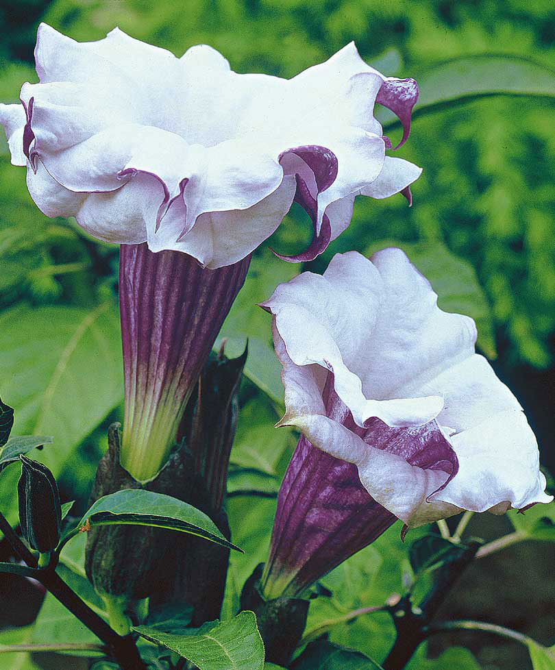 datura dünger Kaufen Sie jetzt Blumensaat Datura 'Double Purple' Lila kaufen