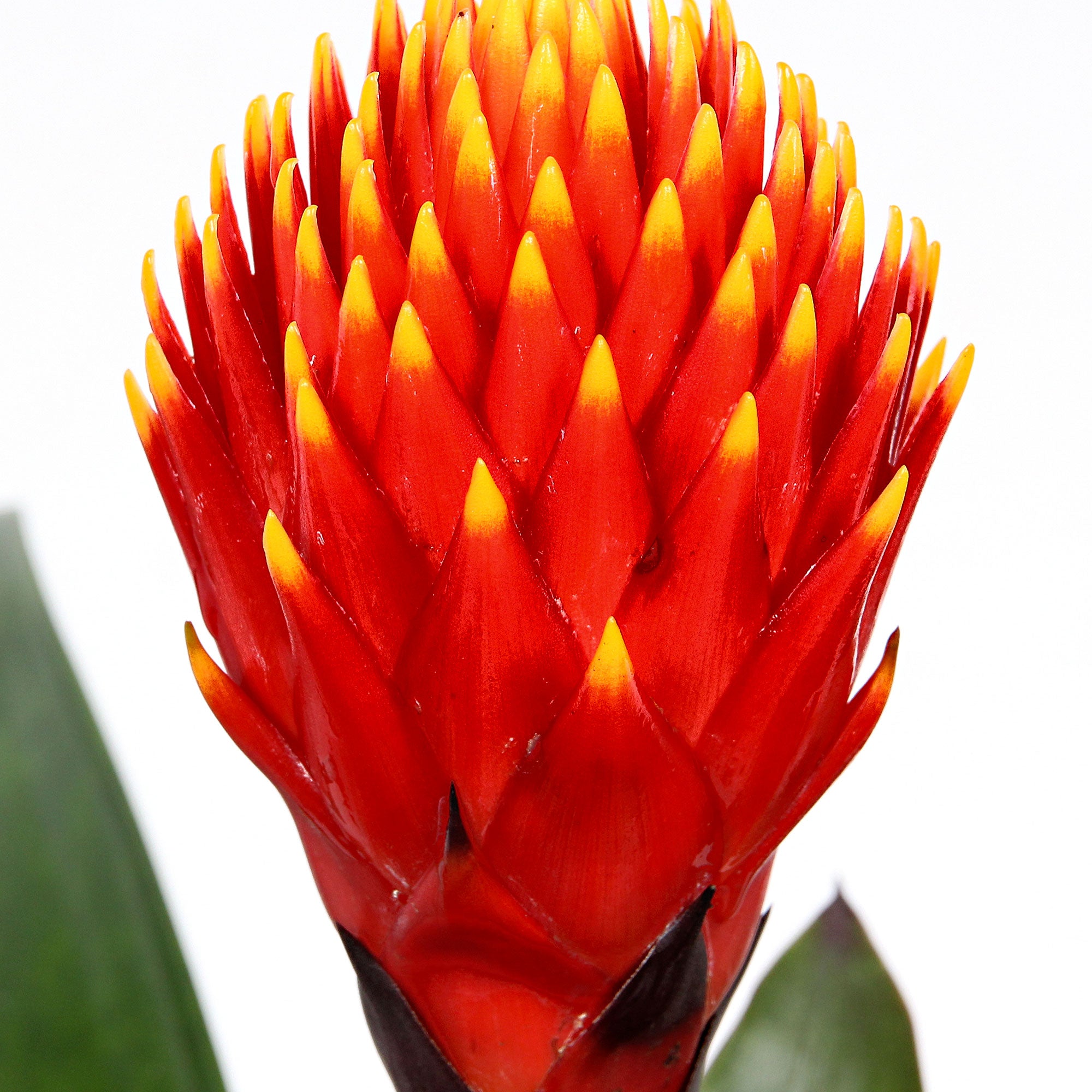 Bromelie Guzmania 'Tala' grün-orange