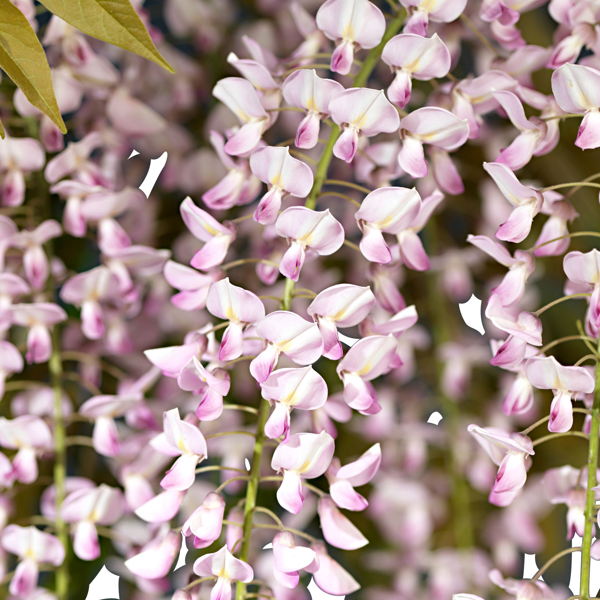 wisteria floribunda rosea giftig Kaufen Sie jetzt Kletterstrauch Wisteria 'Rosea' Rosa - Winterhart kaufen