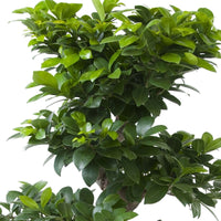Bonsai Ficus 'Ginseng' S-Form