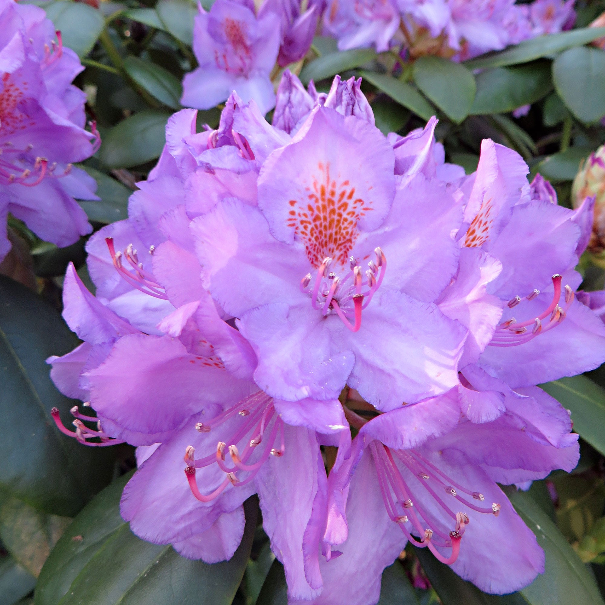 Kaufen Sie jetzt Zierstrauch Rhododendron 'Grandiflorum' lila - Winterhart  kaufen