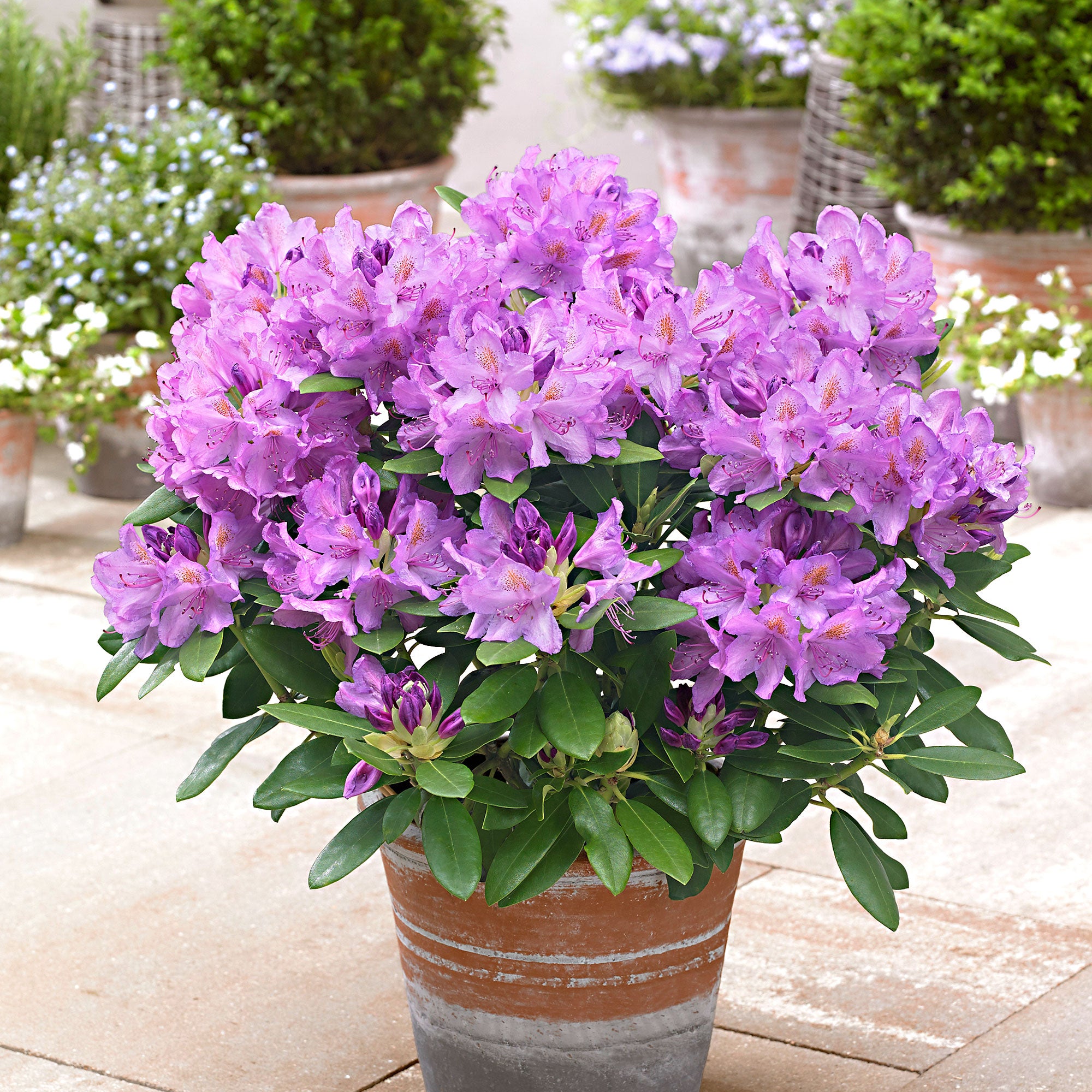Kaufen Sie jetzt Zierstrauch Rhododendron 'Grandiflorum' lila - Winterhart  kaufen