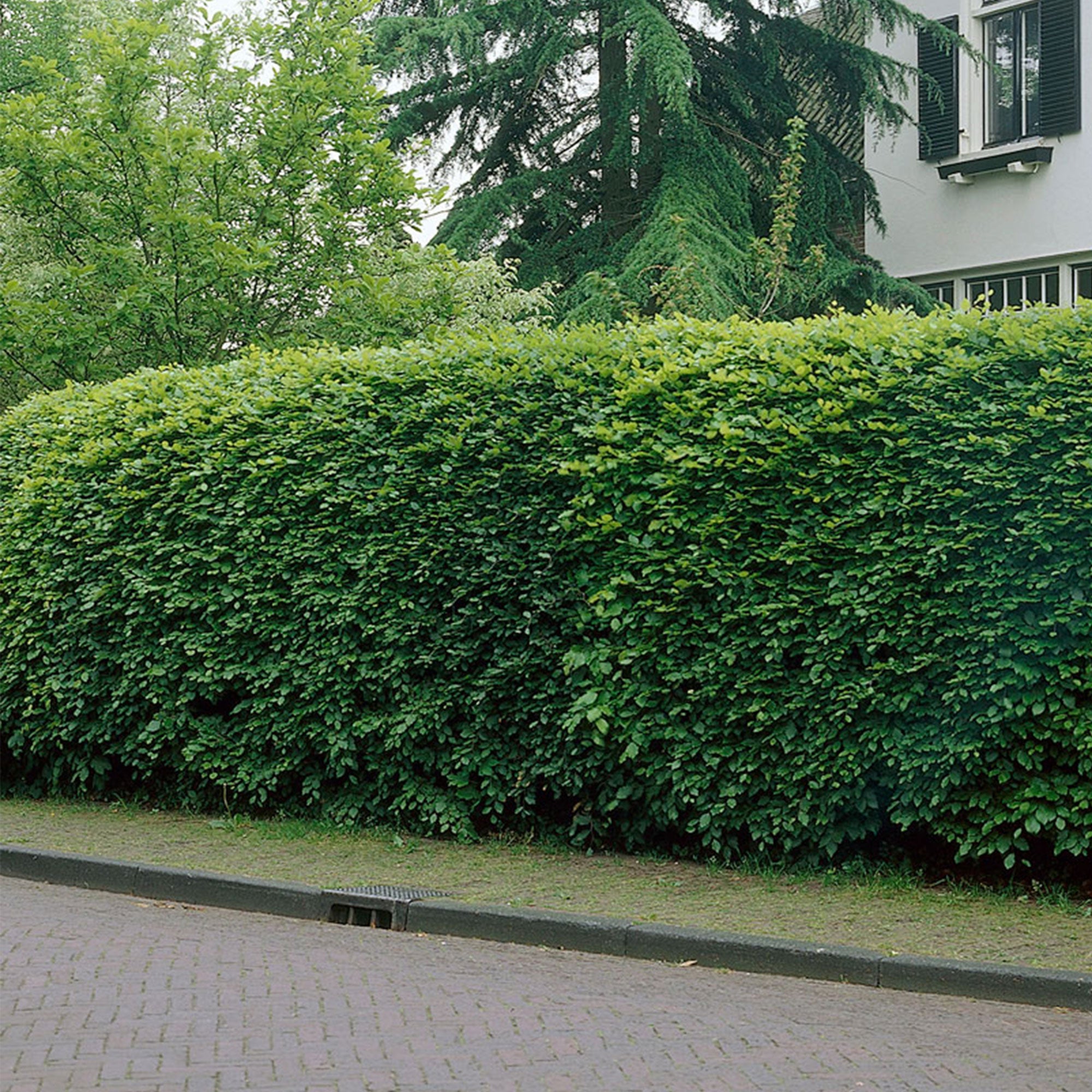 Buchenhecke Pflanzen Kaufen