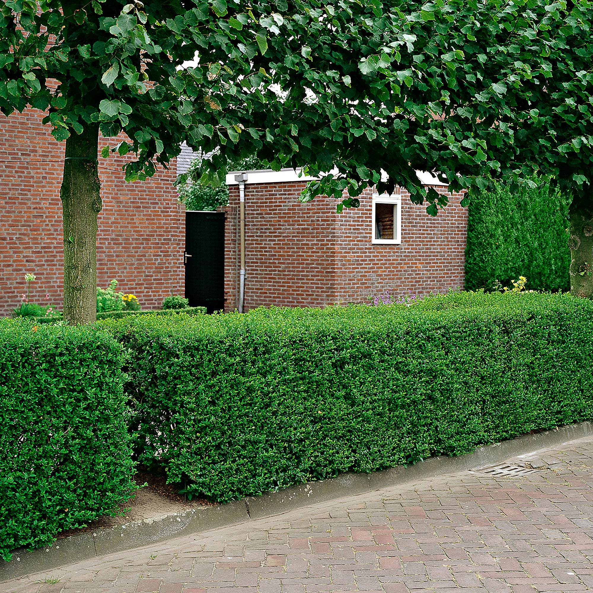 liguster wurzelnackt pflanzen Kaufen Sie jetzt Heckenpflanze 6x Liguster Ligustrum ovalifolium weiβ - Wurzelnackte  Pflanzen - Winterhart kaufen