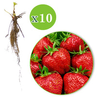 10x Erdbeere Fragaria 'Elsanta' rot - Wurzelnackte Pflanzen