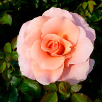 Rose Rosa 'Myveta'® Rosa - Winterhart