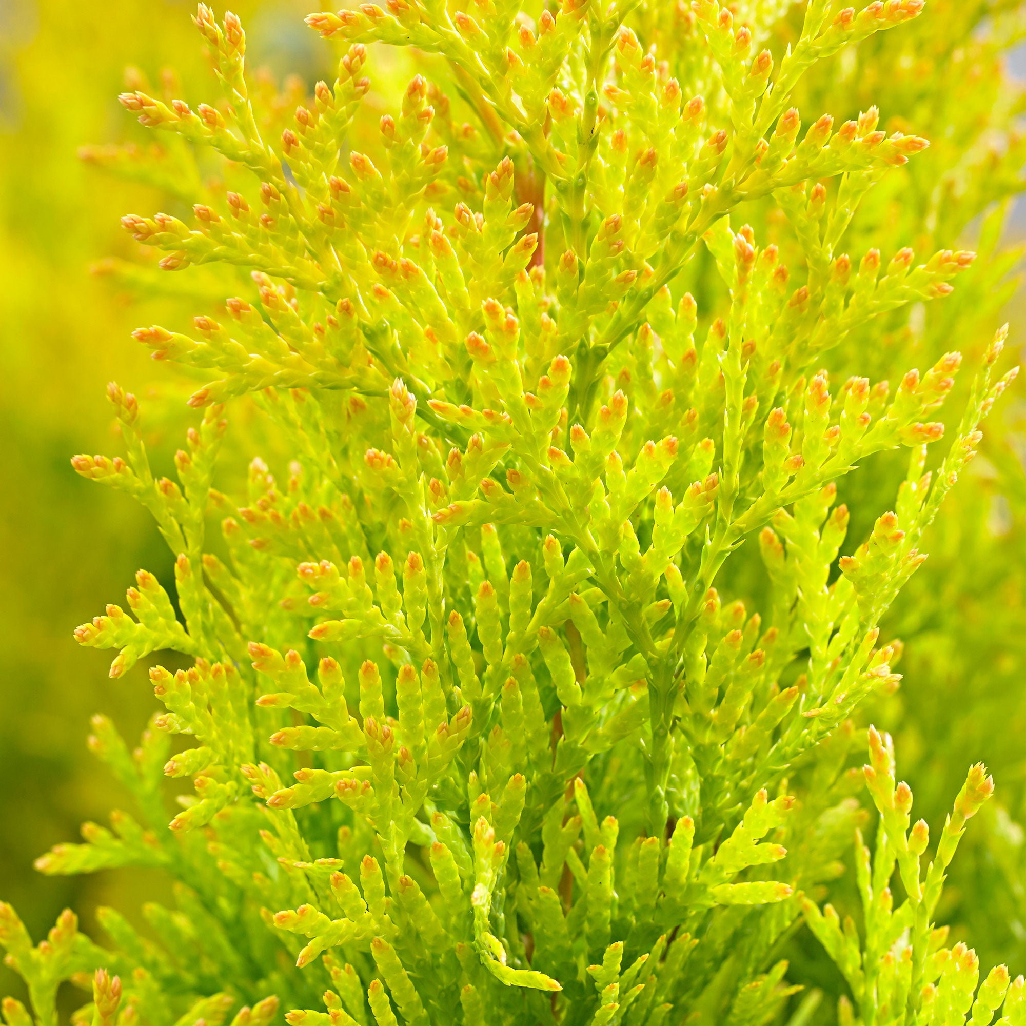 lebensbaum thuja occidentalis smaragd 180 200 cm Thuja occidentalis 'Smaragd' Konifere (Lebensbaum) | 180-200 cm mit  Wurzelballen