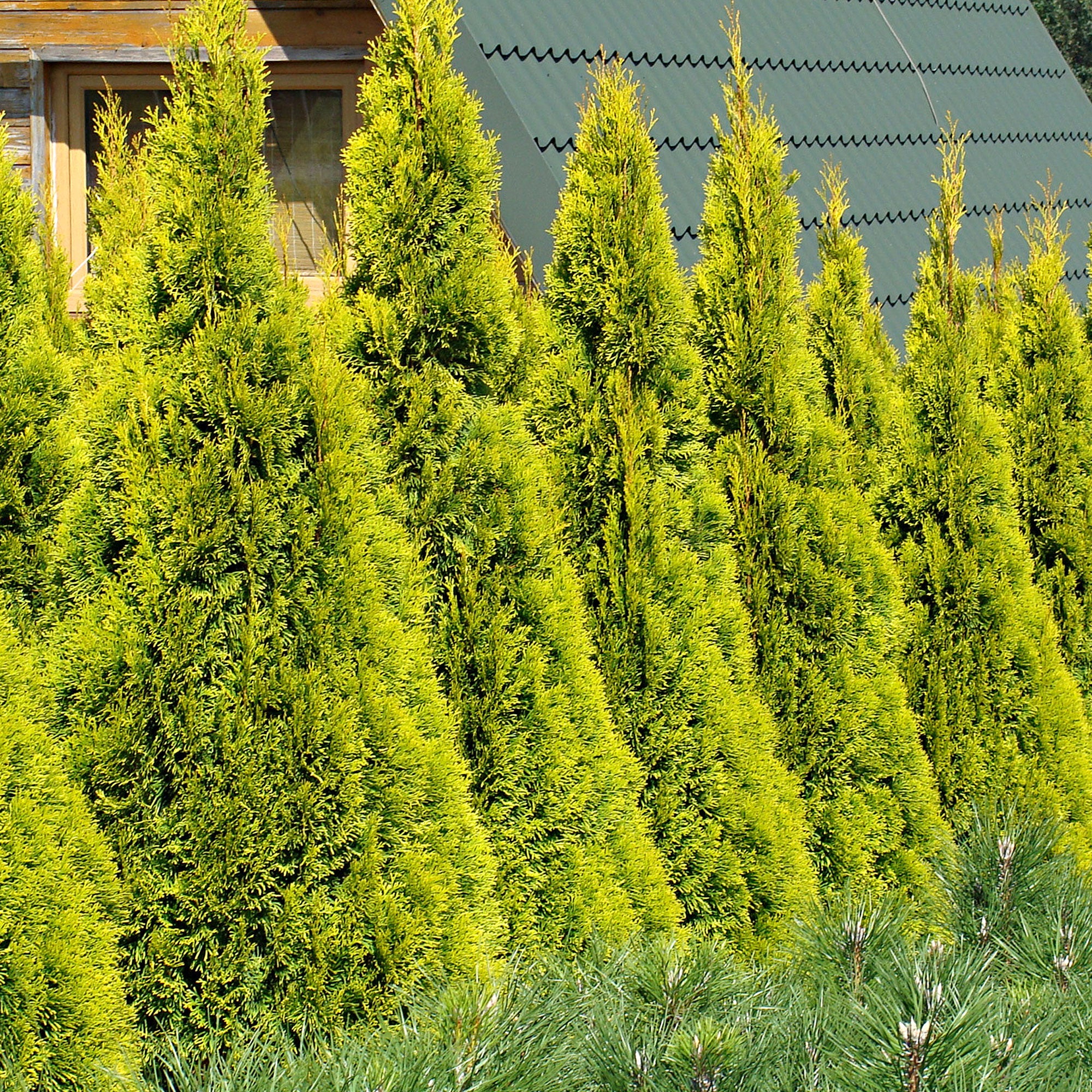 Lebensbaum Thuja 'Golden Smaragd'
