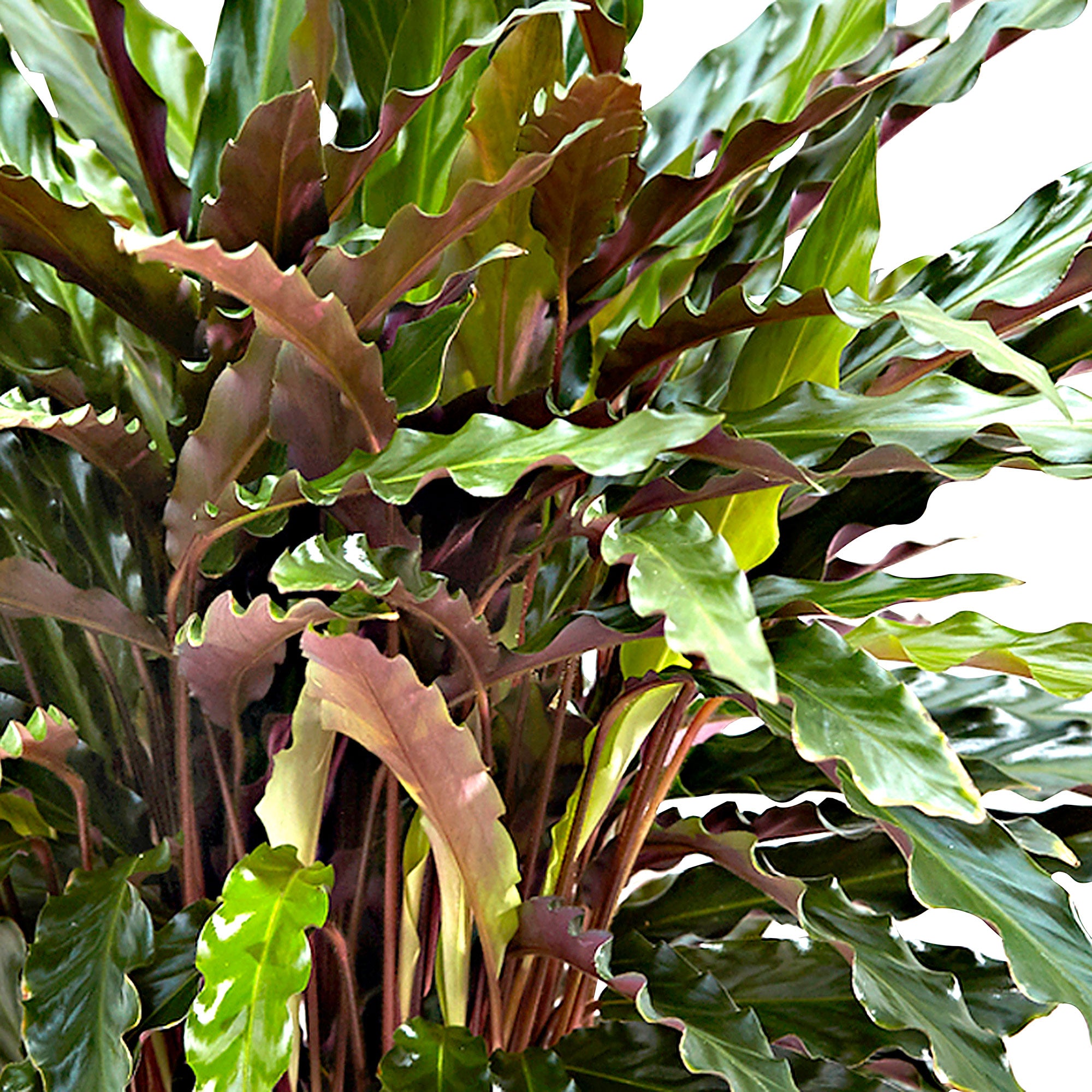 calathea heizung Calathea Warscewiczii | 90cm