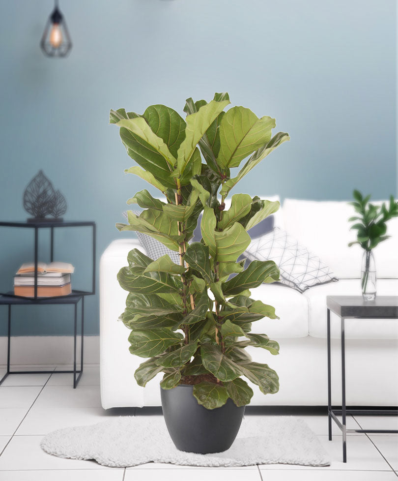 Kaufen Sie jetzt Zimmerpflanze Geigenfeige Ficus lyrata - Verzweigt