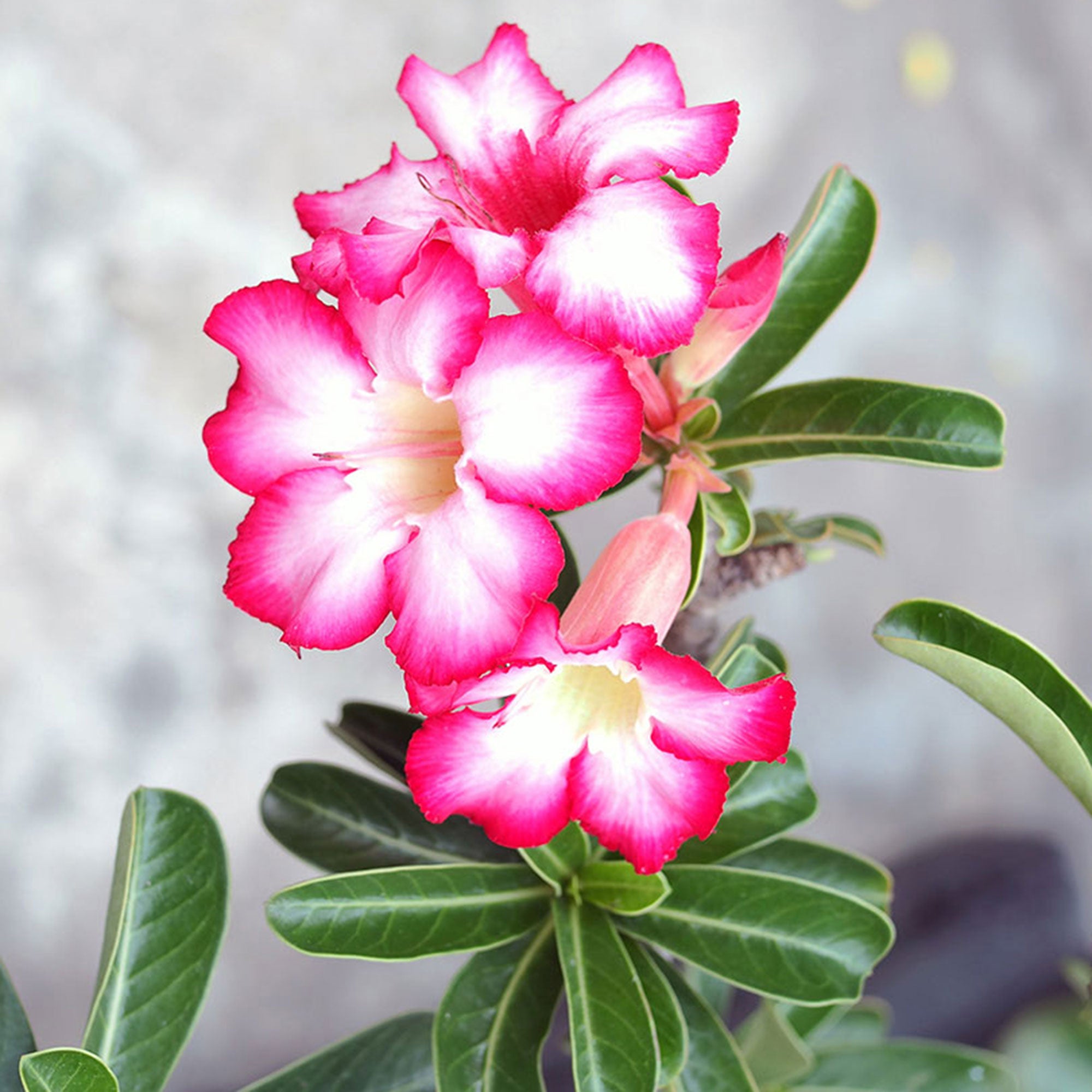Kaufen Sie jetzt Zimmerpflanze Wüstenrose Adenium obesum Rosa