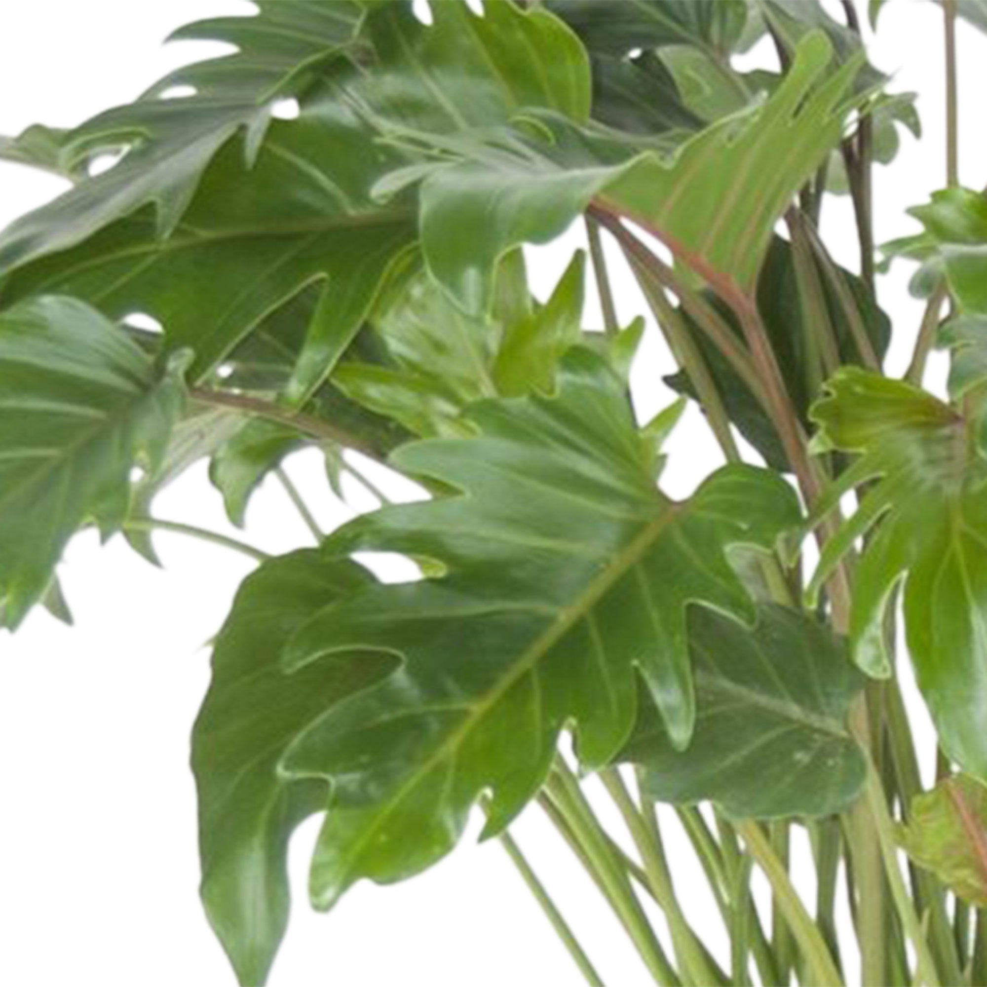 Kaufen Sie jetzt Zimmerpflanze Philodendron xanadu