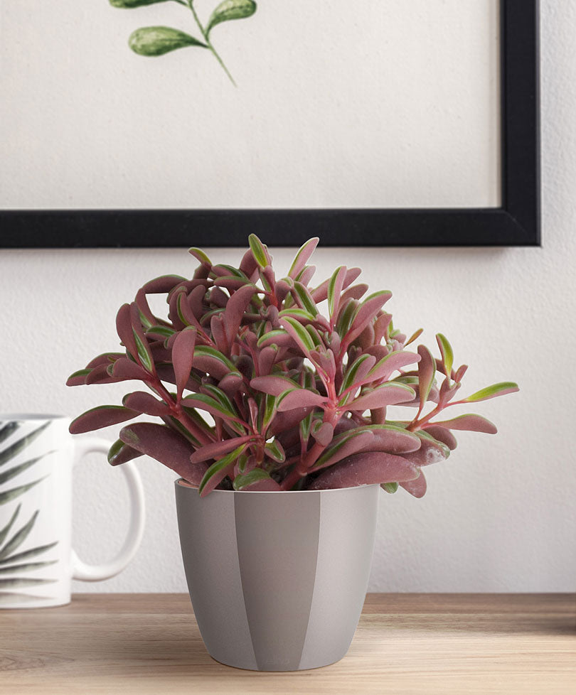 pfefferpflanze zimmerpflanze Kaufen Sie jetzt Zimmerpflanze Pfefferpflanze Peperomia graveolens
