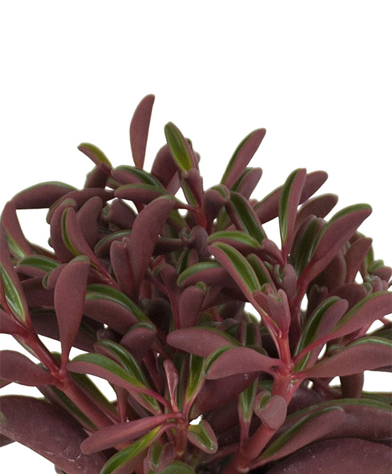 pfefferpflanze zimmerpflanze pflege Pfefferpflanze Peperomia graveolens
