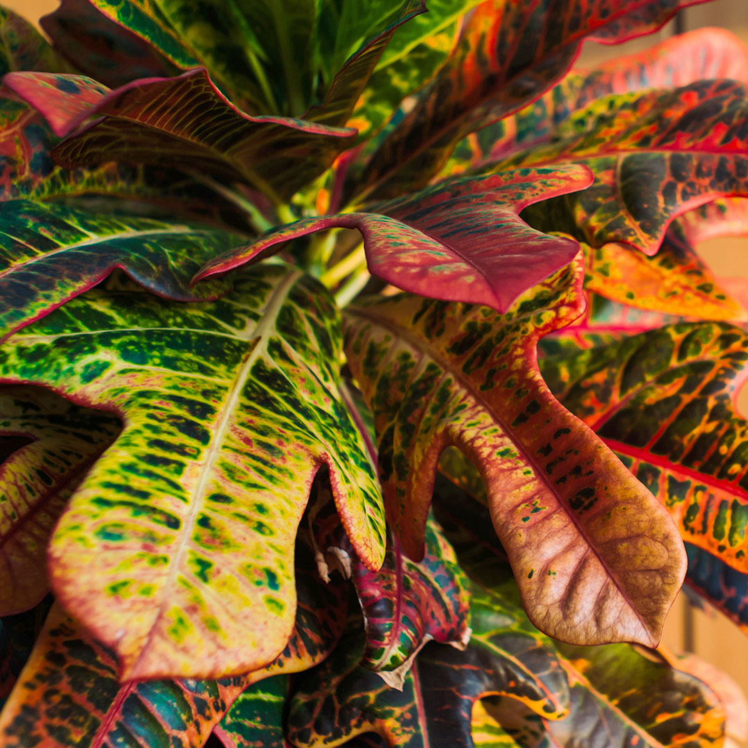 Croton Wunderstrauch Codiaeum 'Mrs. Iceton'