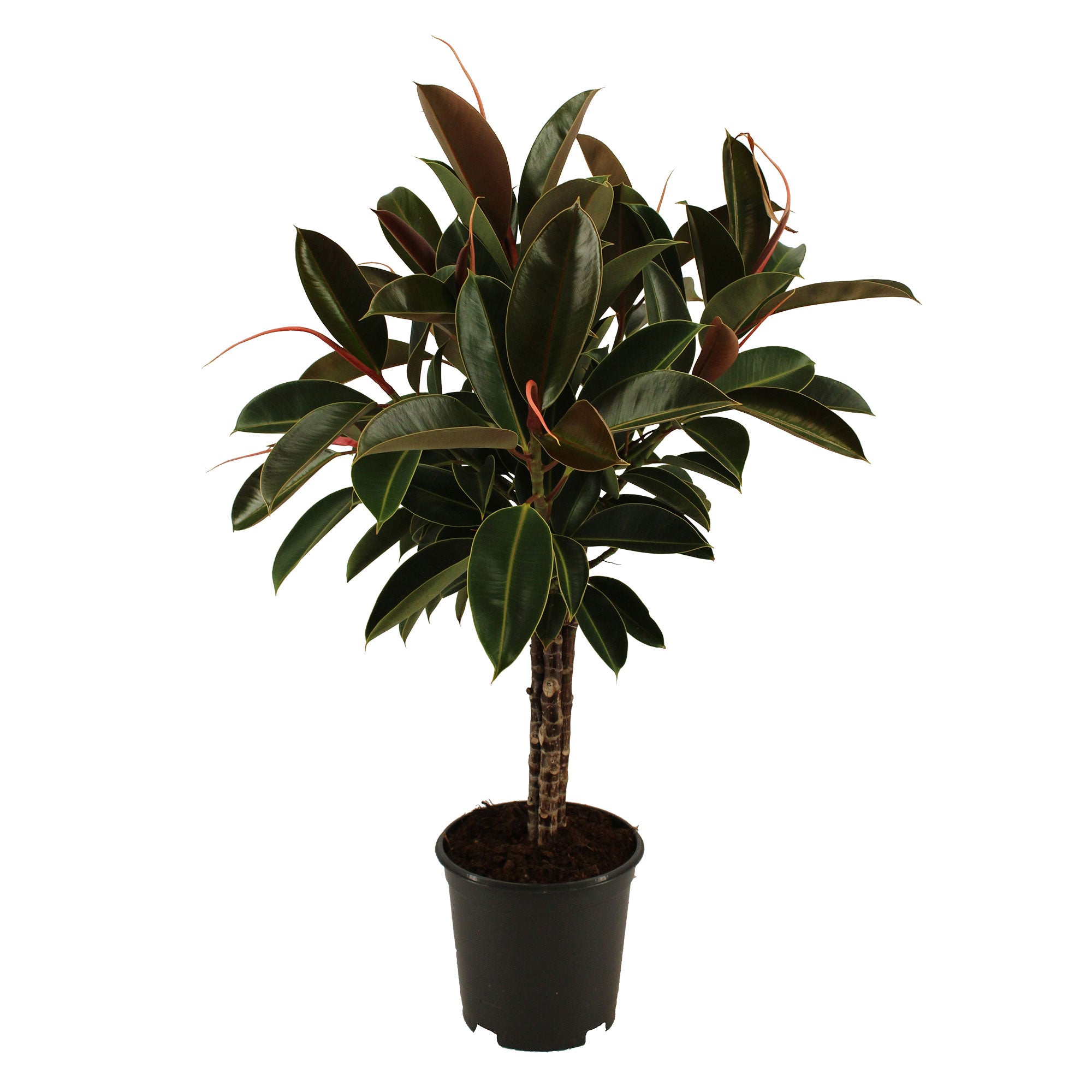 Kaufen Sie jetzt Zimmerpflanze Gummibaum Ficus elastica 'Melany' auf einem  Stamm | Bakker.com