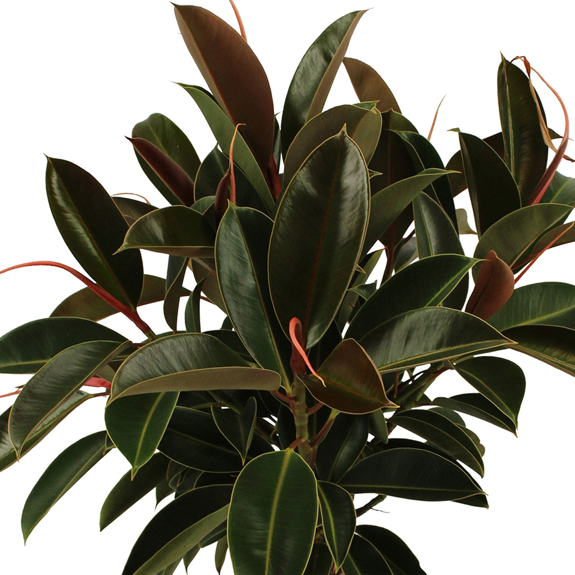 Kaufen Sie jetzt Zimmerpflanze Gummibaum Ficus elastica 'Melany' auf einem  Stamm