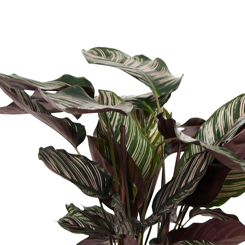 Kaufen Sie jetzt Zimmerpflanze Calathea 'Ornata' XL