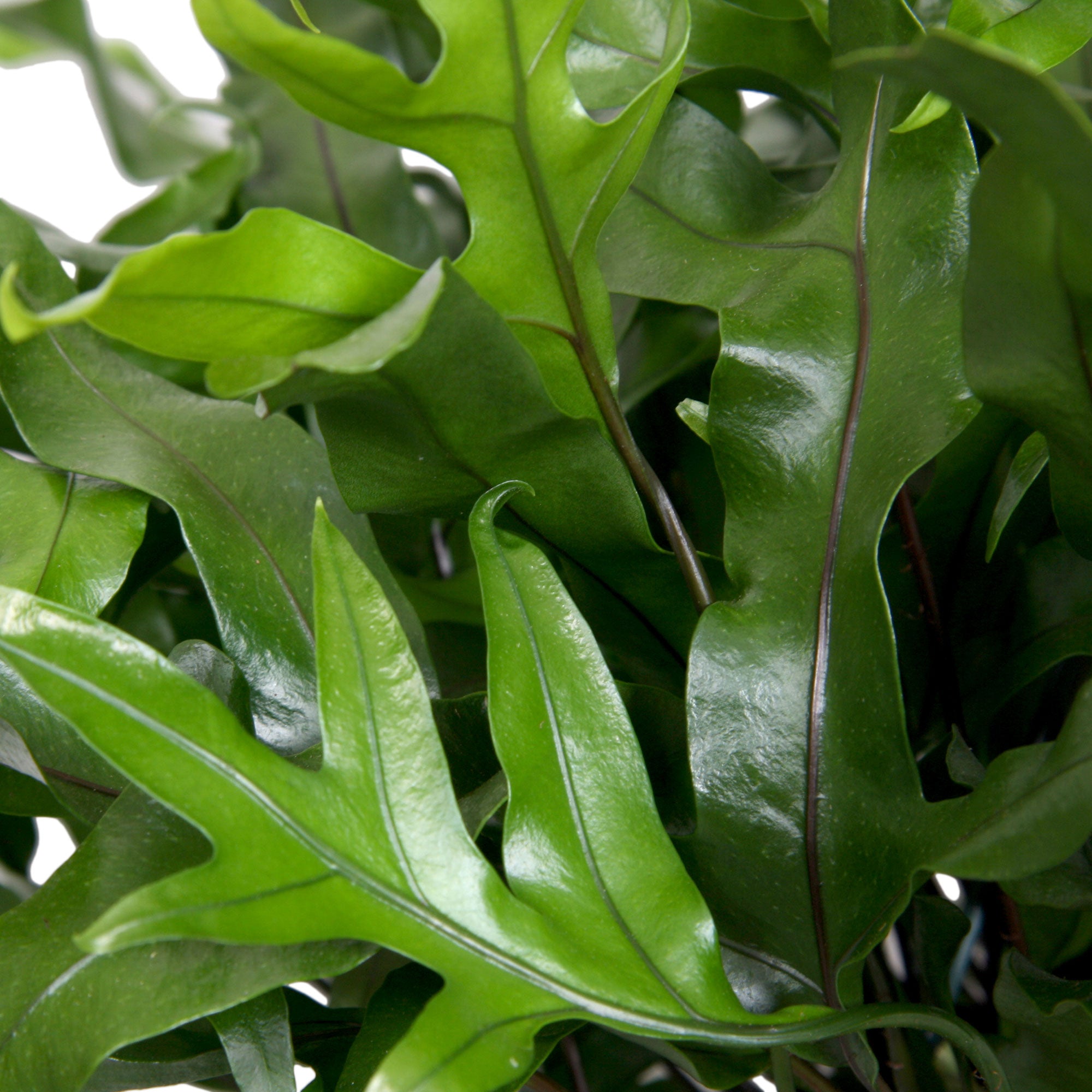 Kängurufarn Microsorum diversifolium inkl. Hängetopf aus Kunststoff