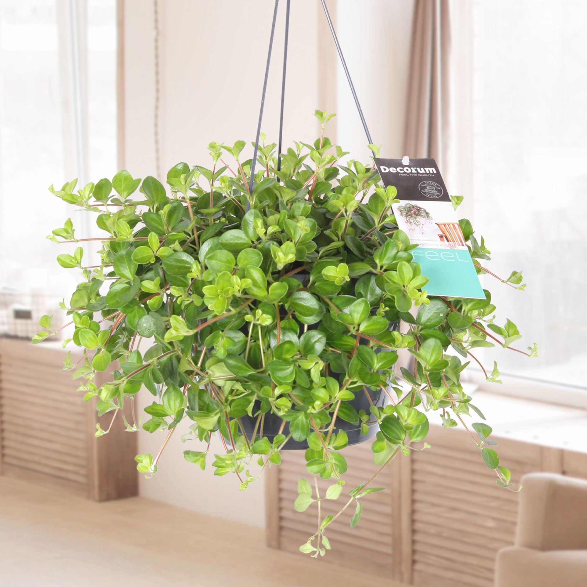 Kaufen Sie jetzt Zimmerpflanze Schwanenschuppen Peperomia rotundifolia -  Hängepflanze