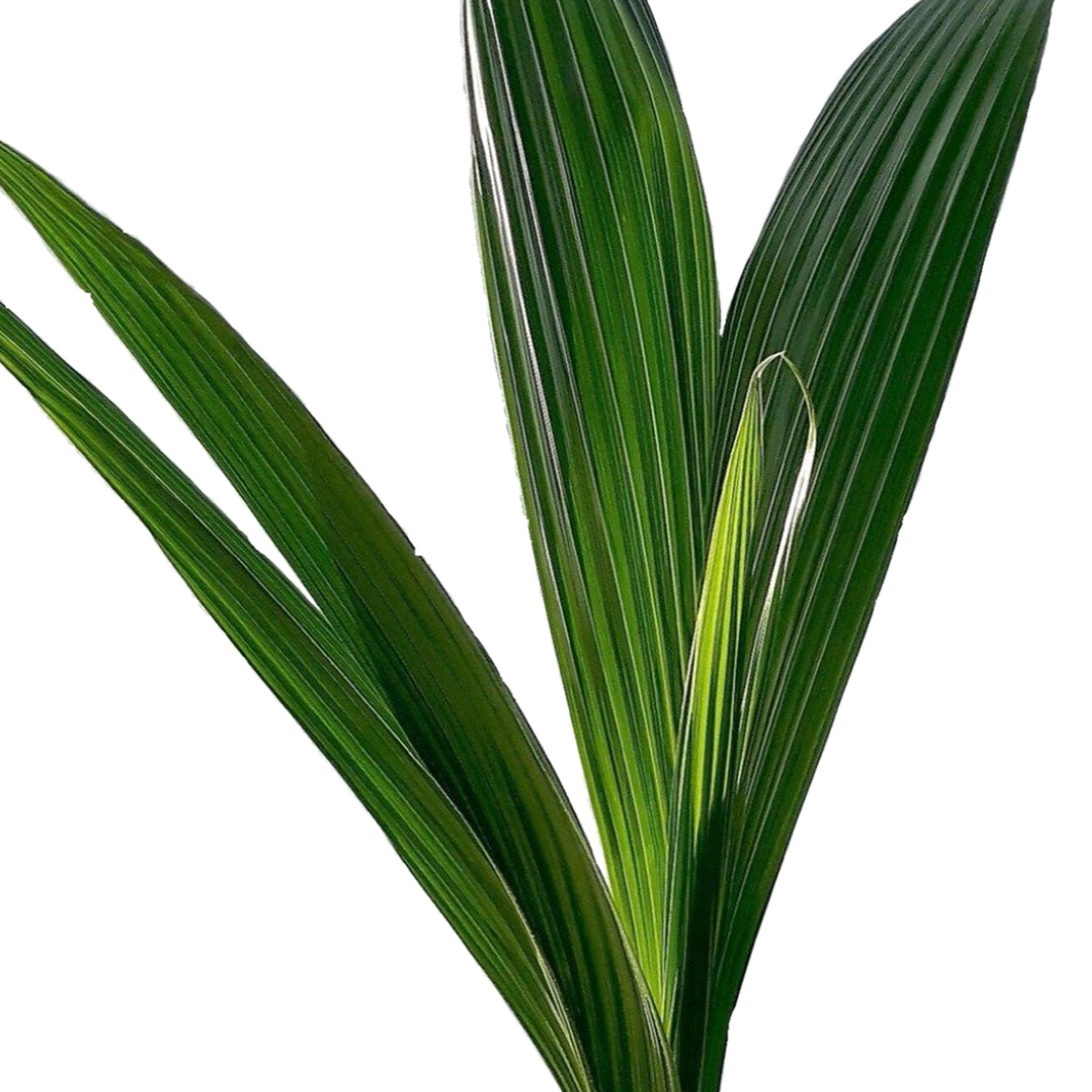 Kaufen Sie jetzt Zimmerpflanze Kokospalme Cocos nucifera