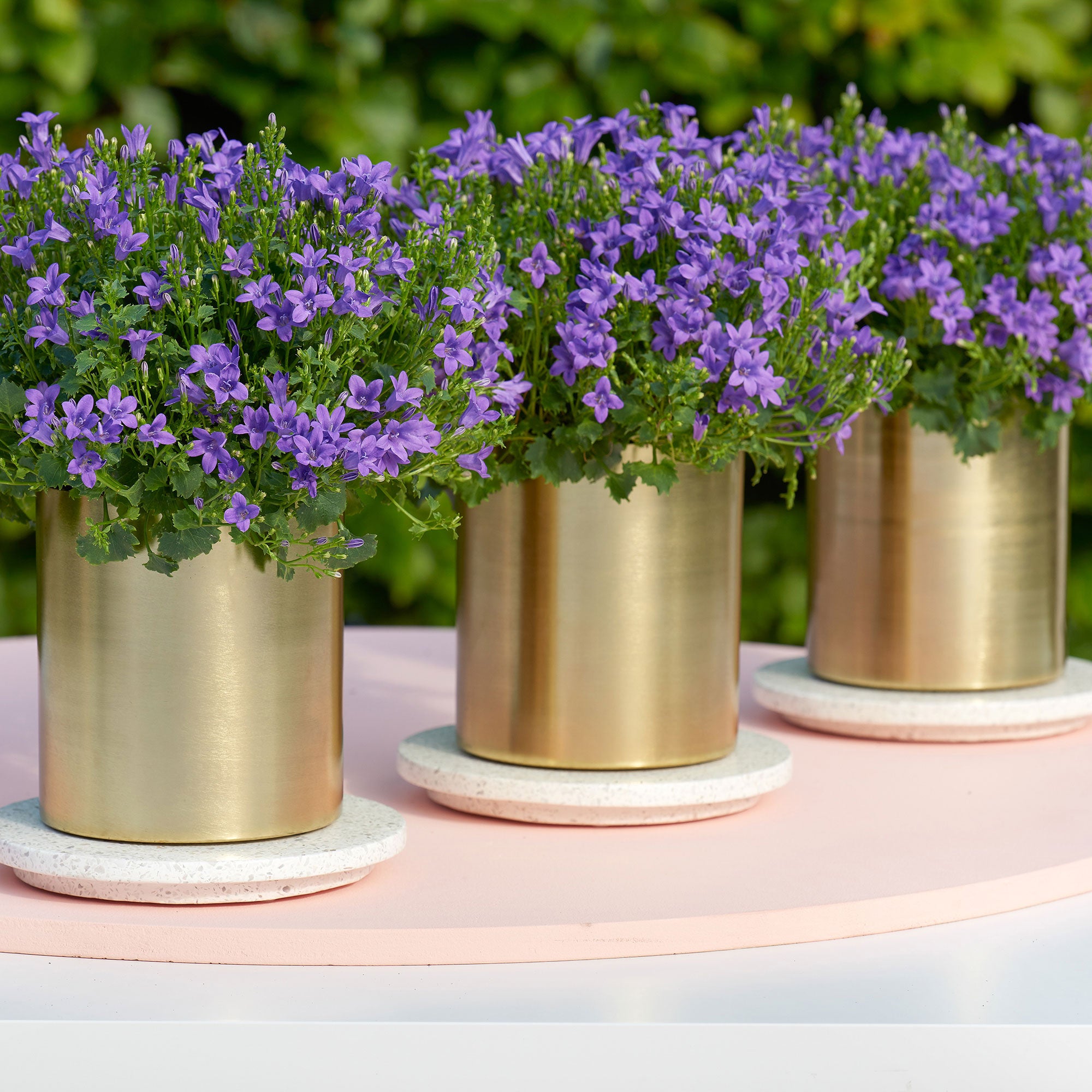Kaufen Sie jetzt Staude Glockenblume Campanula 'Lavender' Winterfest