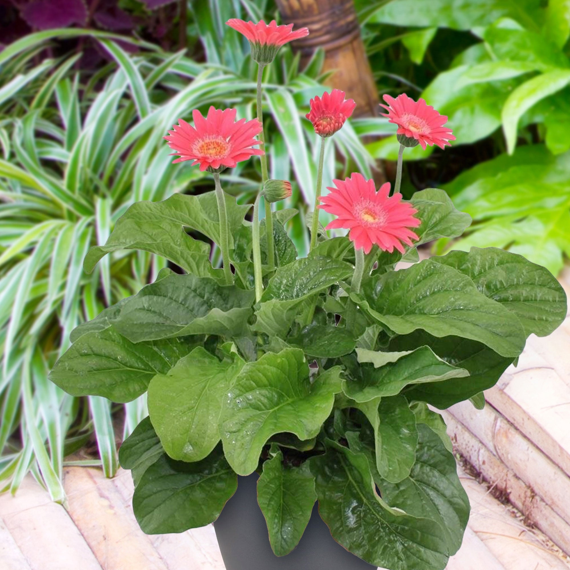 Kaufen Sie jetzt Staude Gerbera 'Garvinea' Rosa - Winterhart